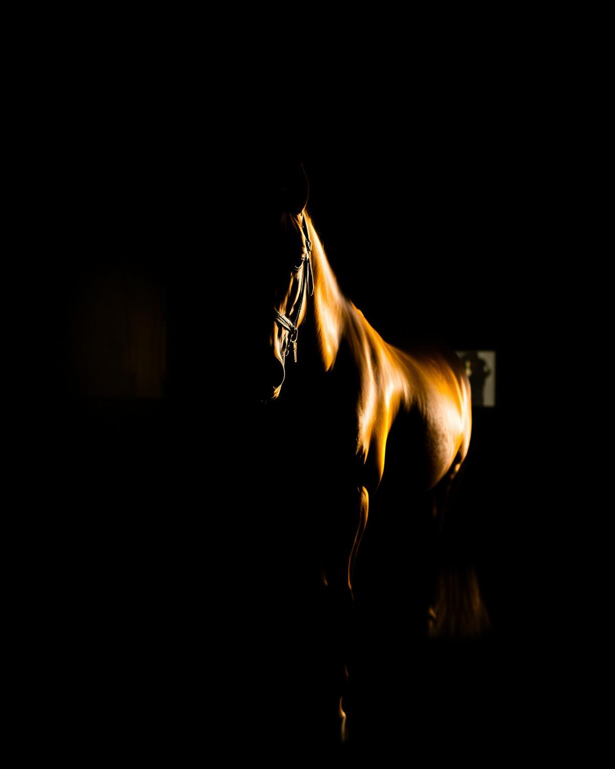 Equinos e Cavalos